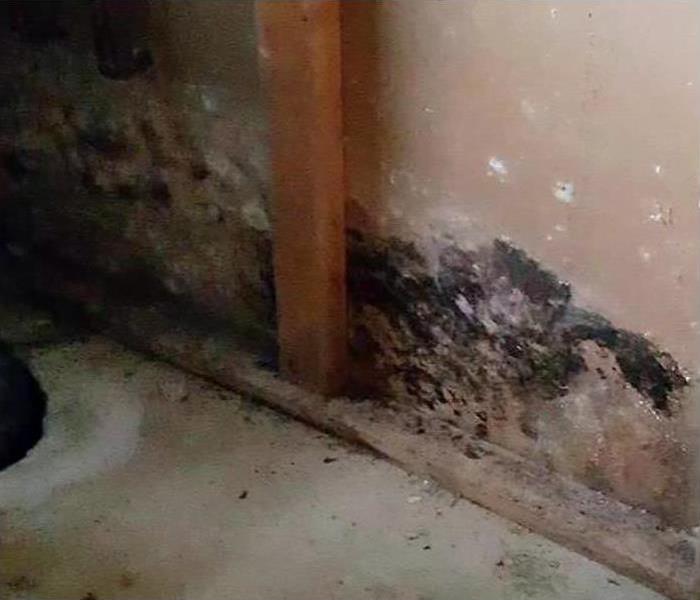 Mold damage on a brown wall