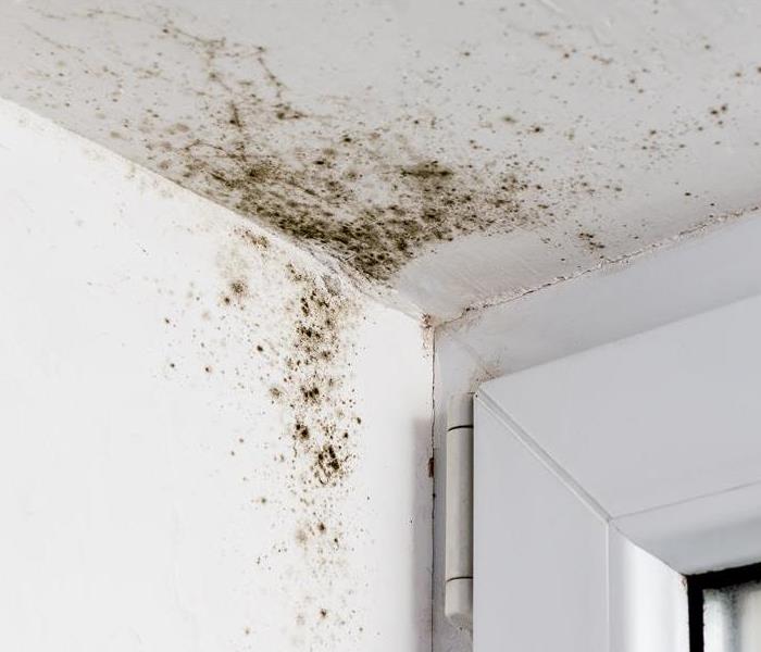 Brown mold on a white wall 