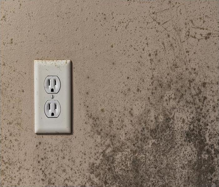 Mold on a brown wall with a outlet 