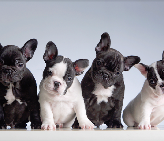 four french bulldog puppies