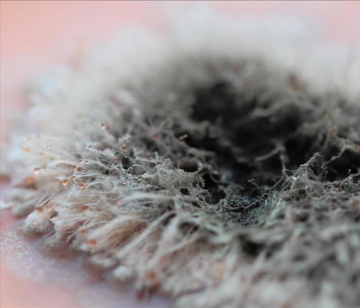 Black, grey, and light pink fuzzy mold